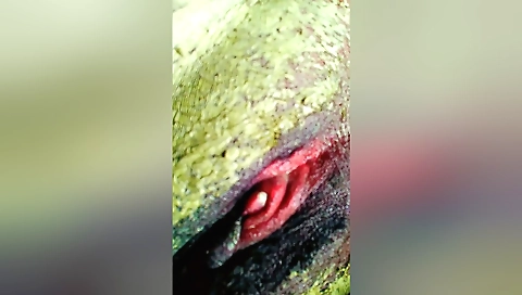 Busty indian chick with a sexy outfit fucks her ass